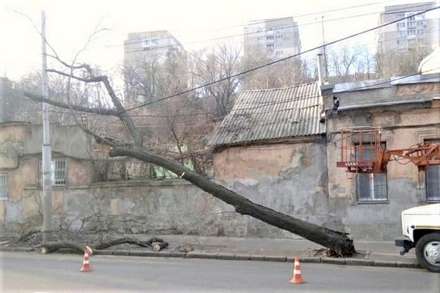 Мощный ветер обрушил деревья в Одессе: первые фото с места ЧП