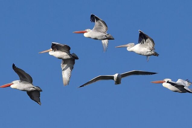 Через теплу погоду птахи Одещини не полетіли на зимівлю