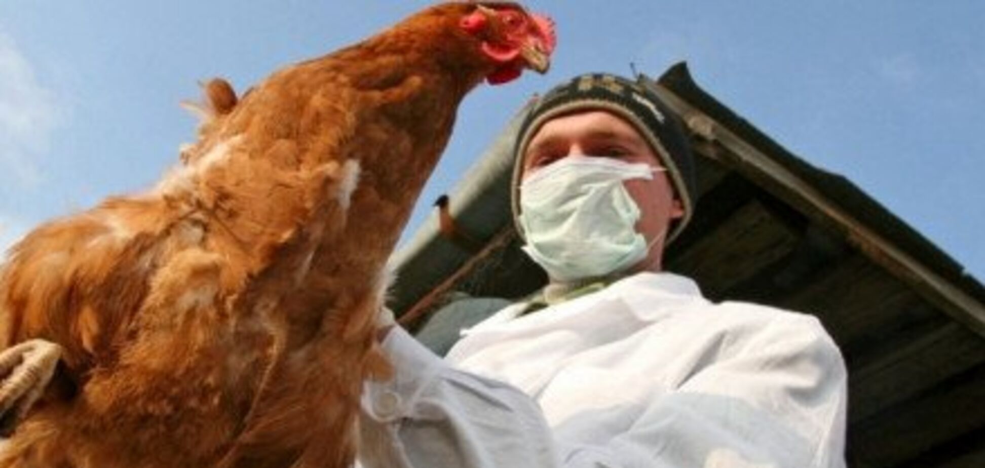 Вспышка опасной болезни впервые за три года: в Винницкой области уничтожено более 100 тыс птиц
