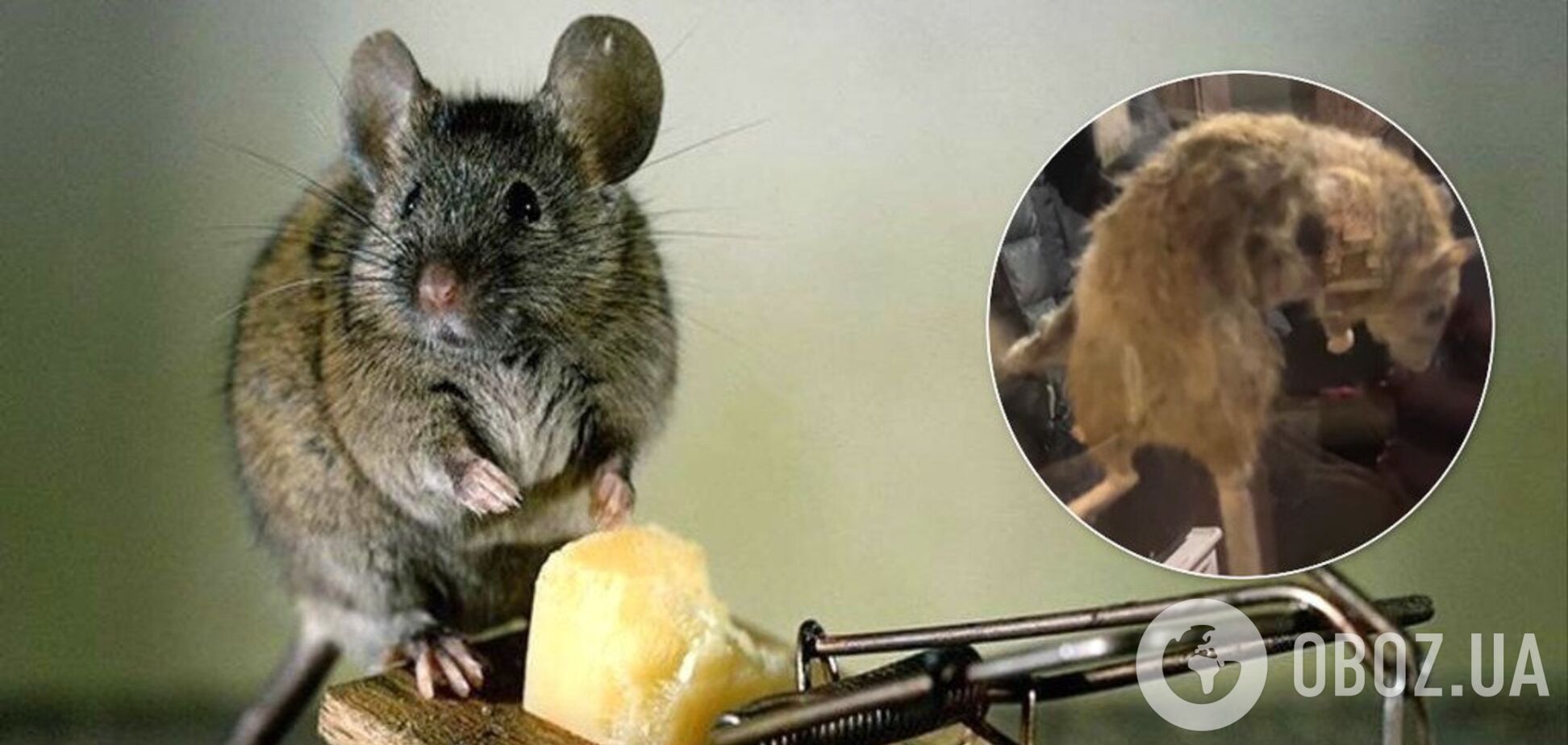 Як бобер! У Росії спіймали гігантського щура. фото
