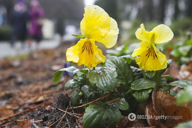 Весна увірветься? Синоптикиня дала аномальний прогноз на неділю в Україні