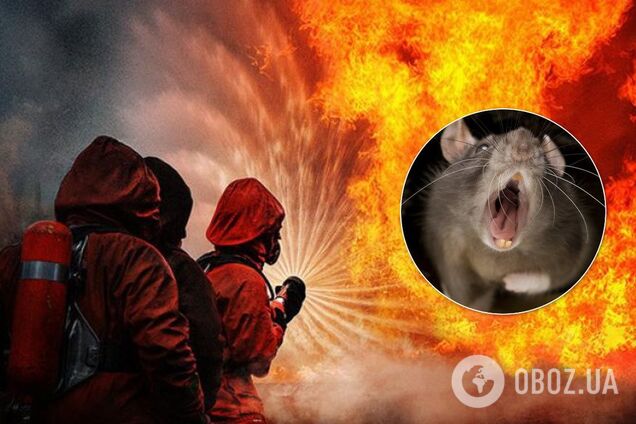 Около сотни животных погибли во время пожара в Днепре: подробности ЧП