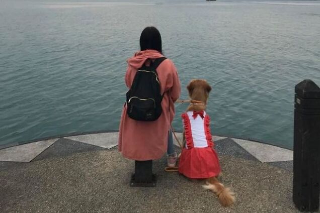 Собака спасла жительницу Тайваня от поездки в Китай: сеть поразила история