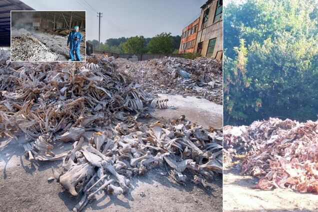 За крок до катастрофи? Як знищувалася система утилізації біовідходів