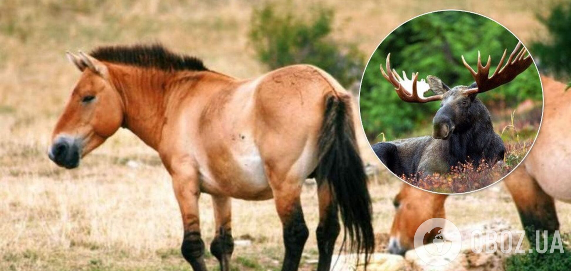 У Чорнобильській зоні помітили рідкісних тварин