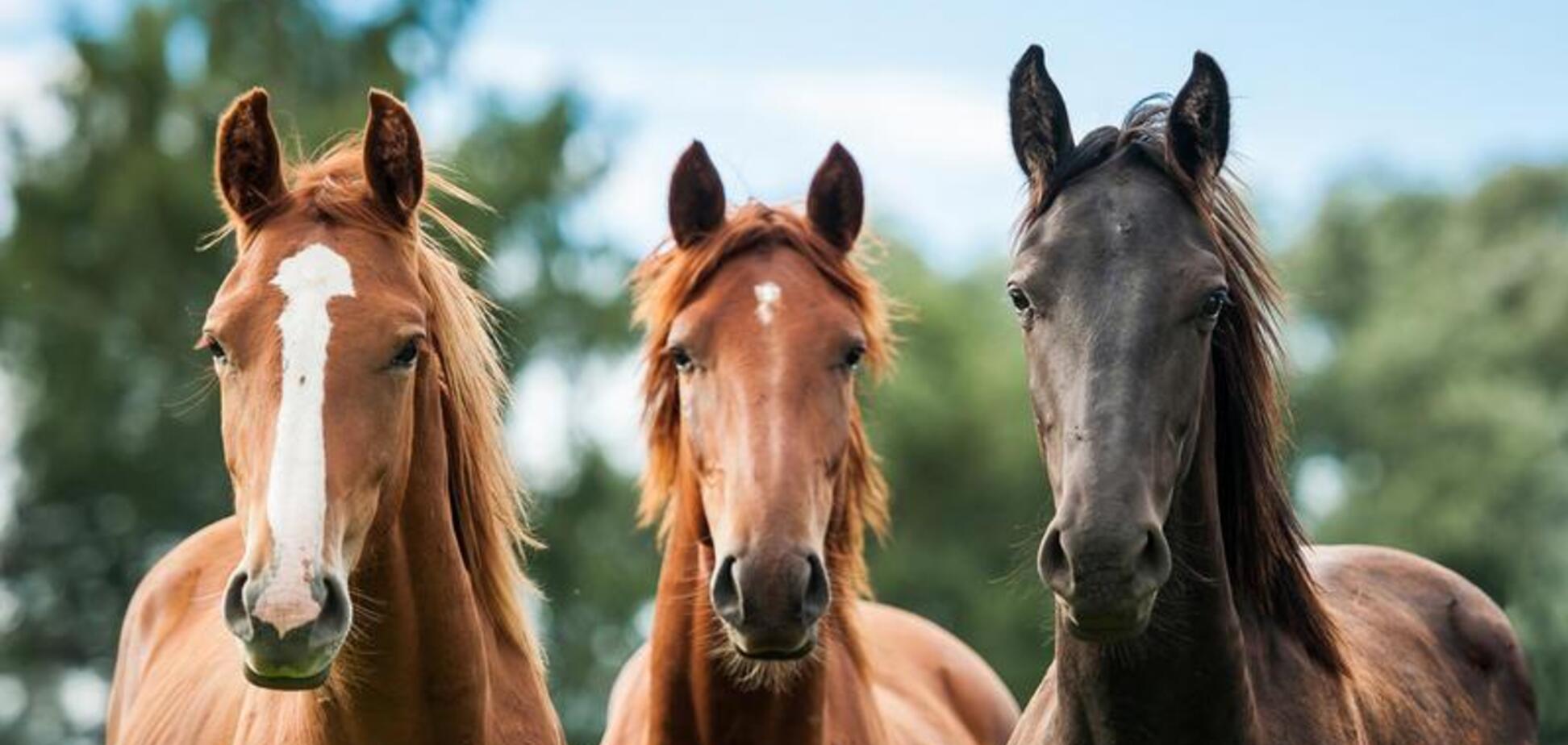 В Одессе копы поймали 4 лошадей