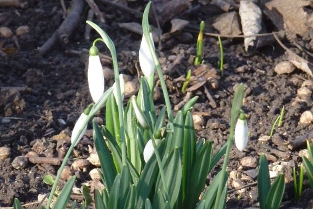 В Одесі на Новий рік розцвіли проліски