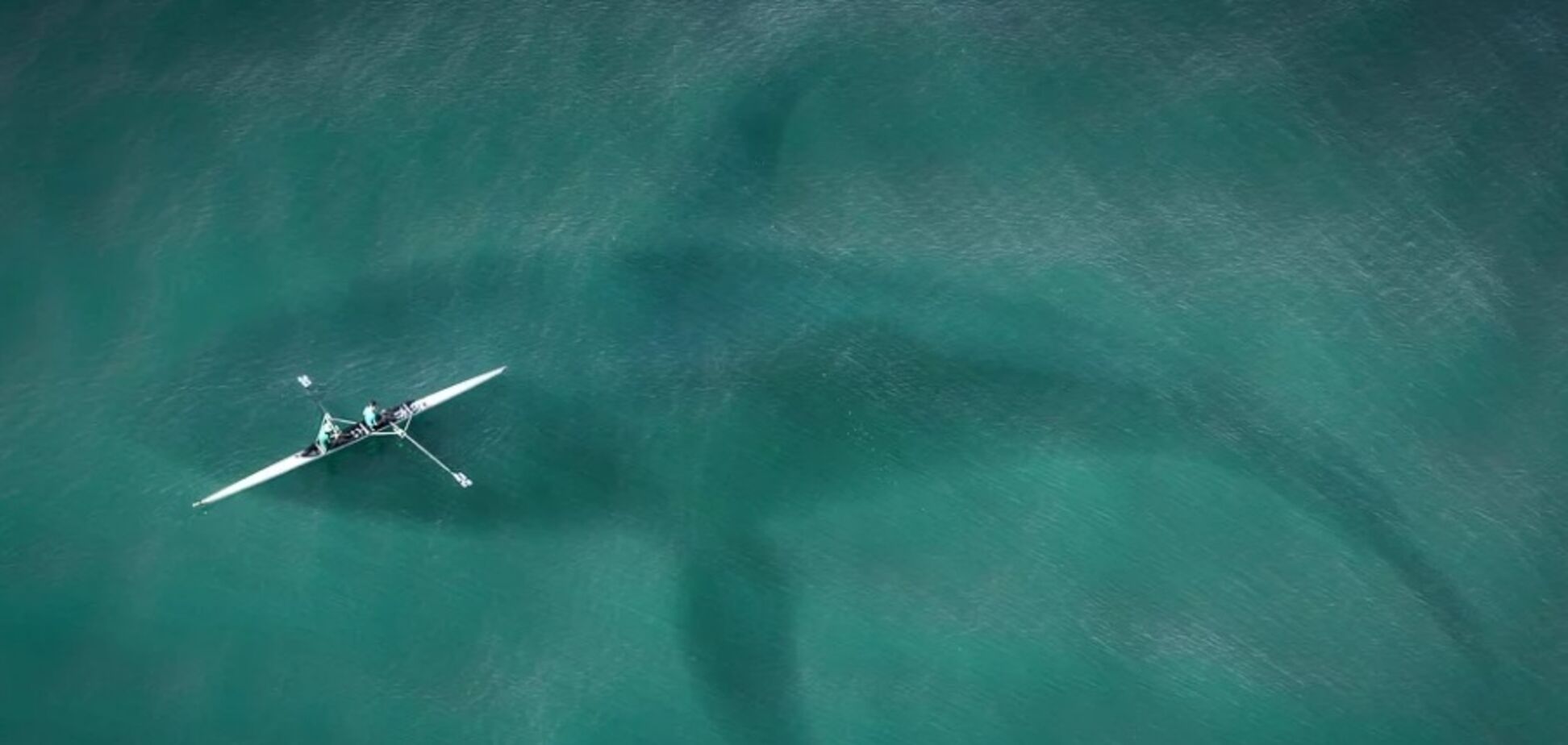 У Темзі побачили гігантського кашалота