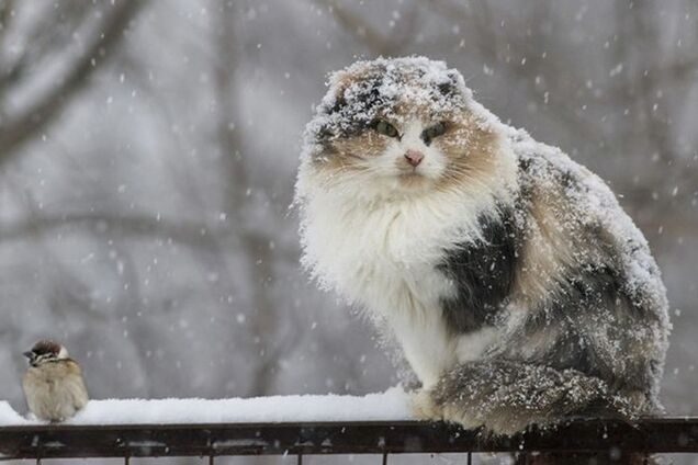 Морози до -17 та більше снігу: синоптик дав прогноз погоди на лютий в Україні