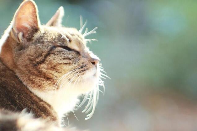 Синоптик дал аномальный прогноз на весну и лето в Украине