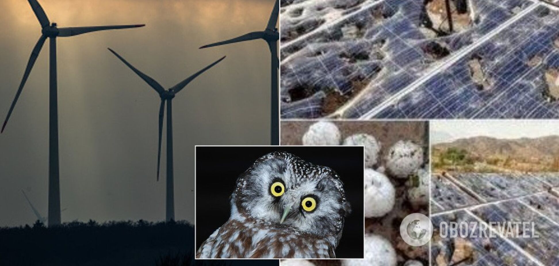 Вбиває птахів і шкодить чоловічому здоров'ю: руйнуємо міфи про 'зелену' енергетику