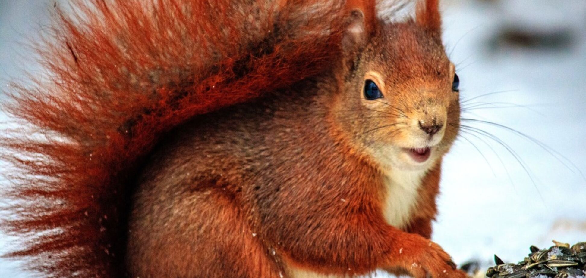 Приметы и праздники 1 февраля: что нельзя делать в этот день