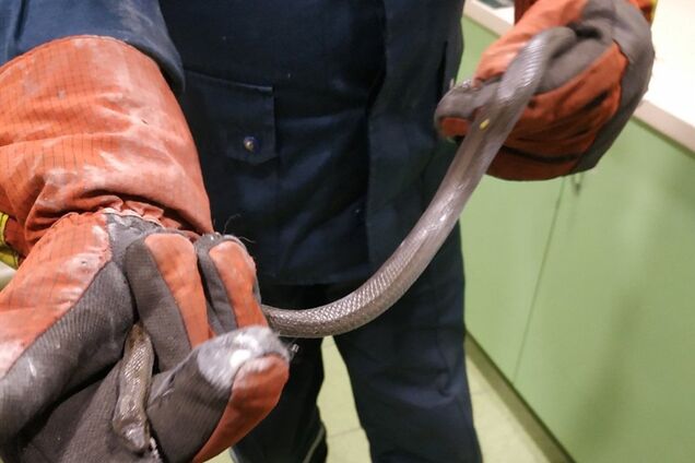 Ползком в гости: в Днепре змея заползла в жилой дом. Фото