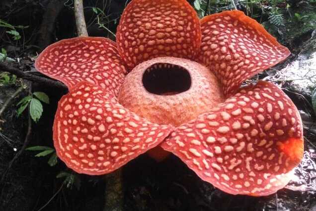 В Индонезии нашли самый большой цветок в мире: как он выглядит