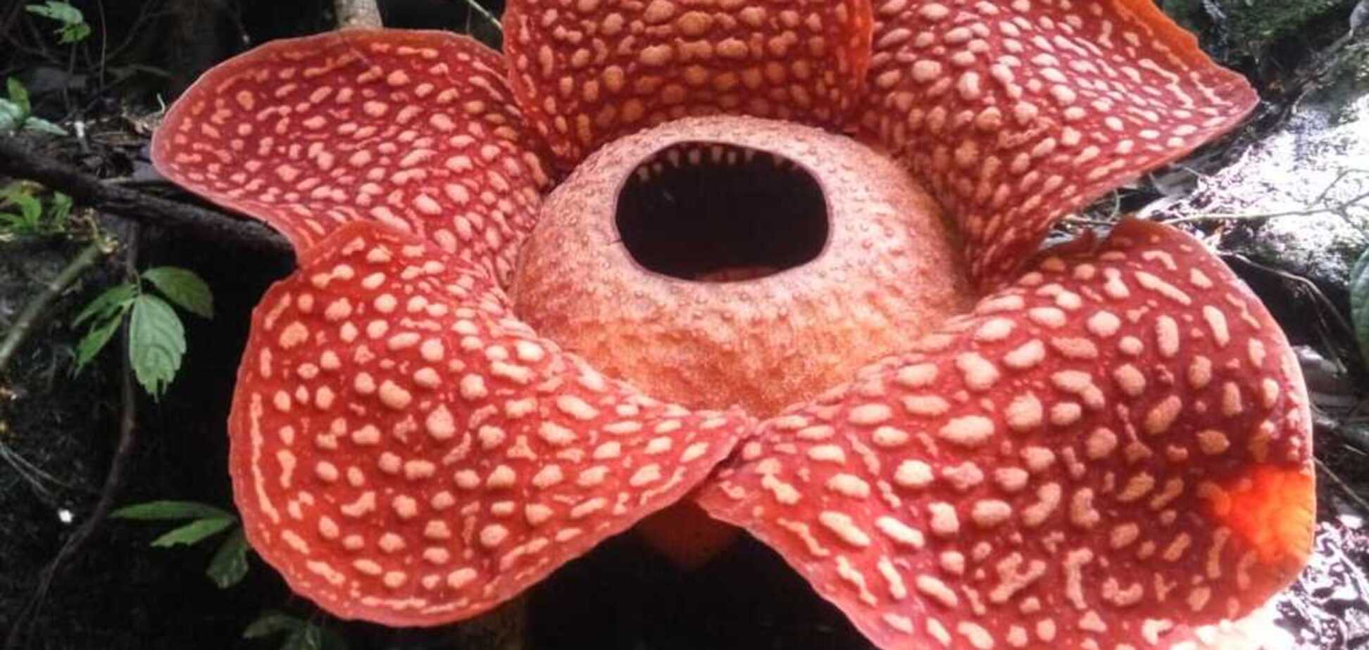 В Індонезії знайшли найбільшу квітку у світі: як вона виглядає