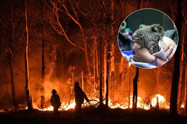 Гибнут сотни тысяч коал и кенгуру: Австралию охватили масштабные пожары