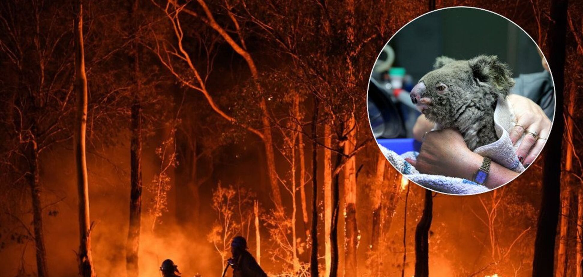 Гибнут сотни тысяч коал и кенгуру: Австралию охватили масштабные пожары