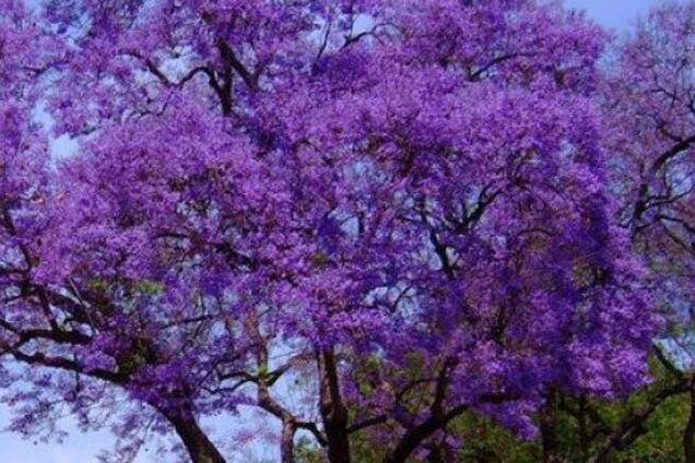 Житель Дніпра роздає насіння дерева, яке бореться з глобальним потеплінням