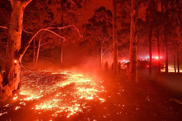 Счет пошел на миллиарды: выяснилось точное количество жертв жутких пожаров в Австралии