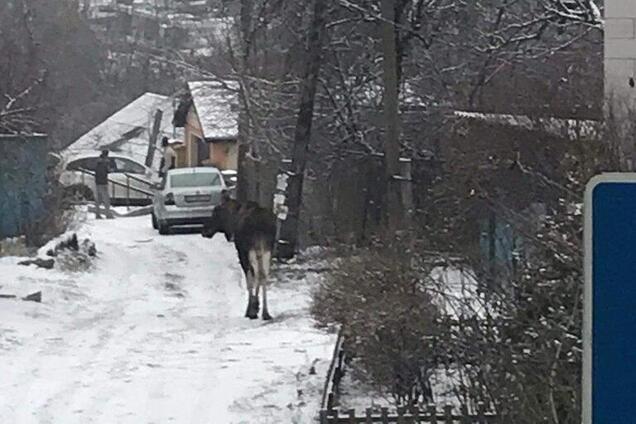 В Киеве посреди улицы заметили лося