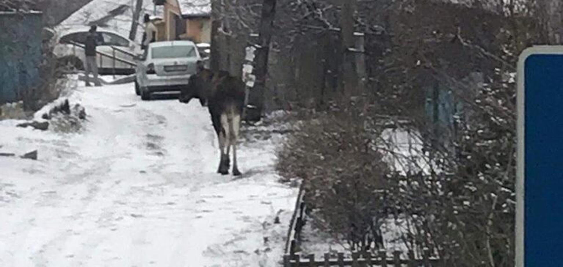 У Києві посеред вулиці помітили лося