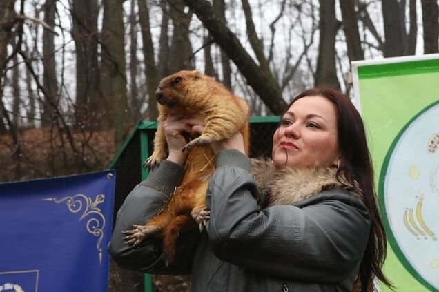 Зимы уже не будет? Сурок Тимка предсказал прогноз погоды в Украине: фото и видео