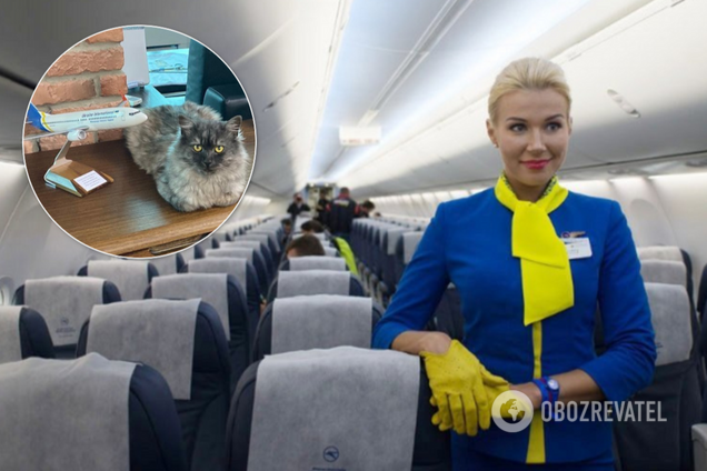 МАУ дозволили брати в салон літака тварин: українці відгукнулися кото-флешмобом
