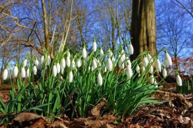 В Україні зникне зима: синоптикиня попередила про майбутні аномалії