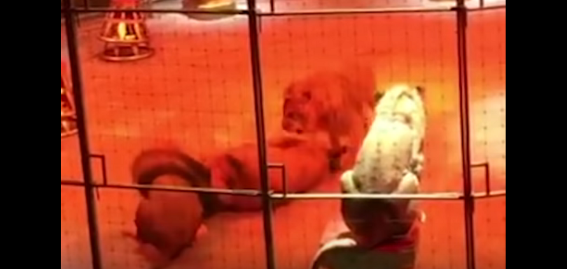 У Єкатеринбурзькому цирку леви напали один на одного