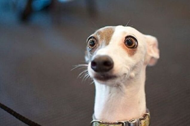 'Продати собаку і заплатити за комуналку': як дніпряни відреагували на заяву нардепа