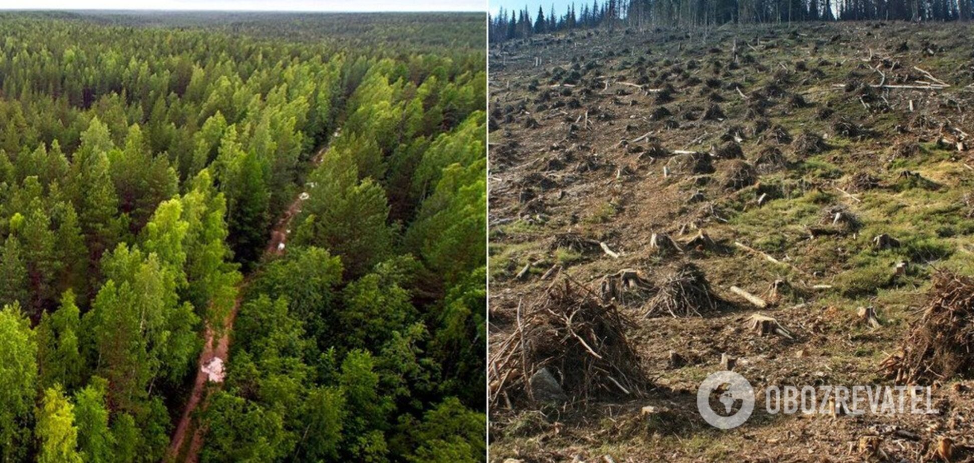 На Житомирщине ценный лес рубили на обычные дрова: названа сумма убытков