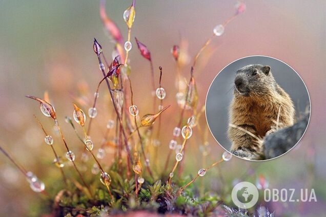 День бабака ні до чого: народний синоптик підказав справжні ознаки весни