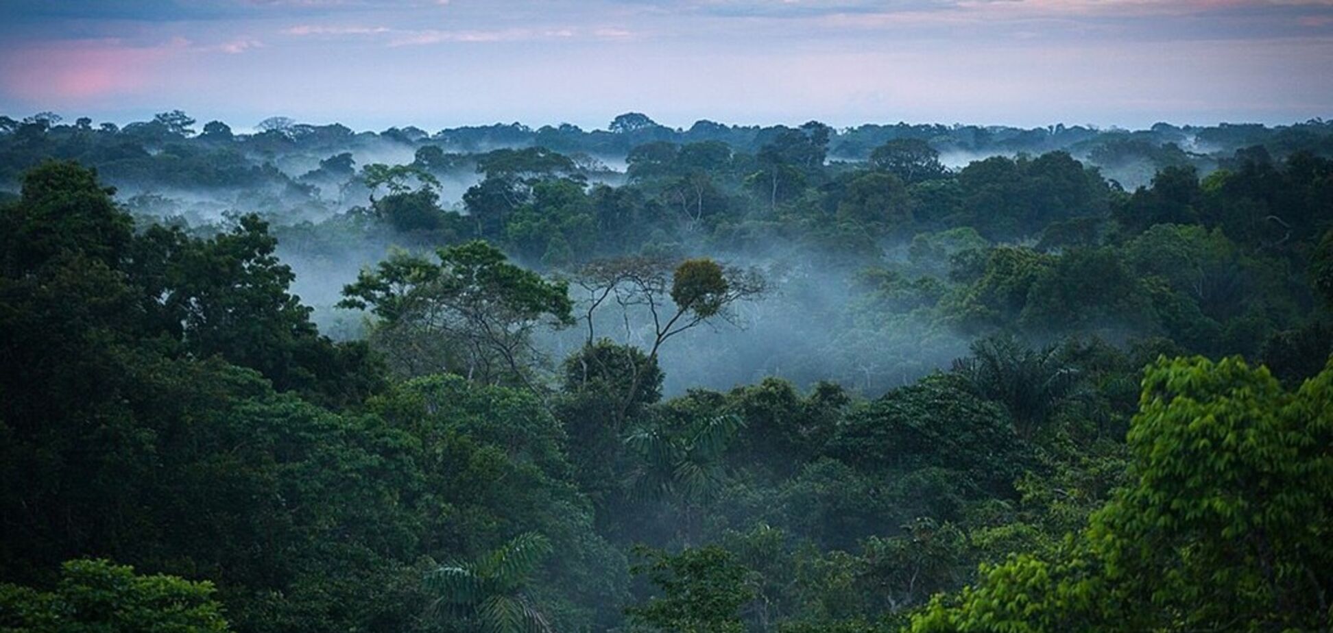 Точка невозврата: тропические леса начали отравлять атмосферу