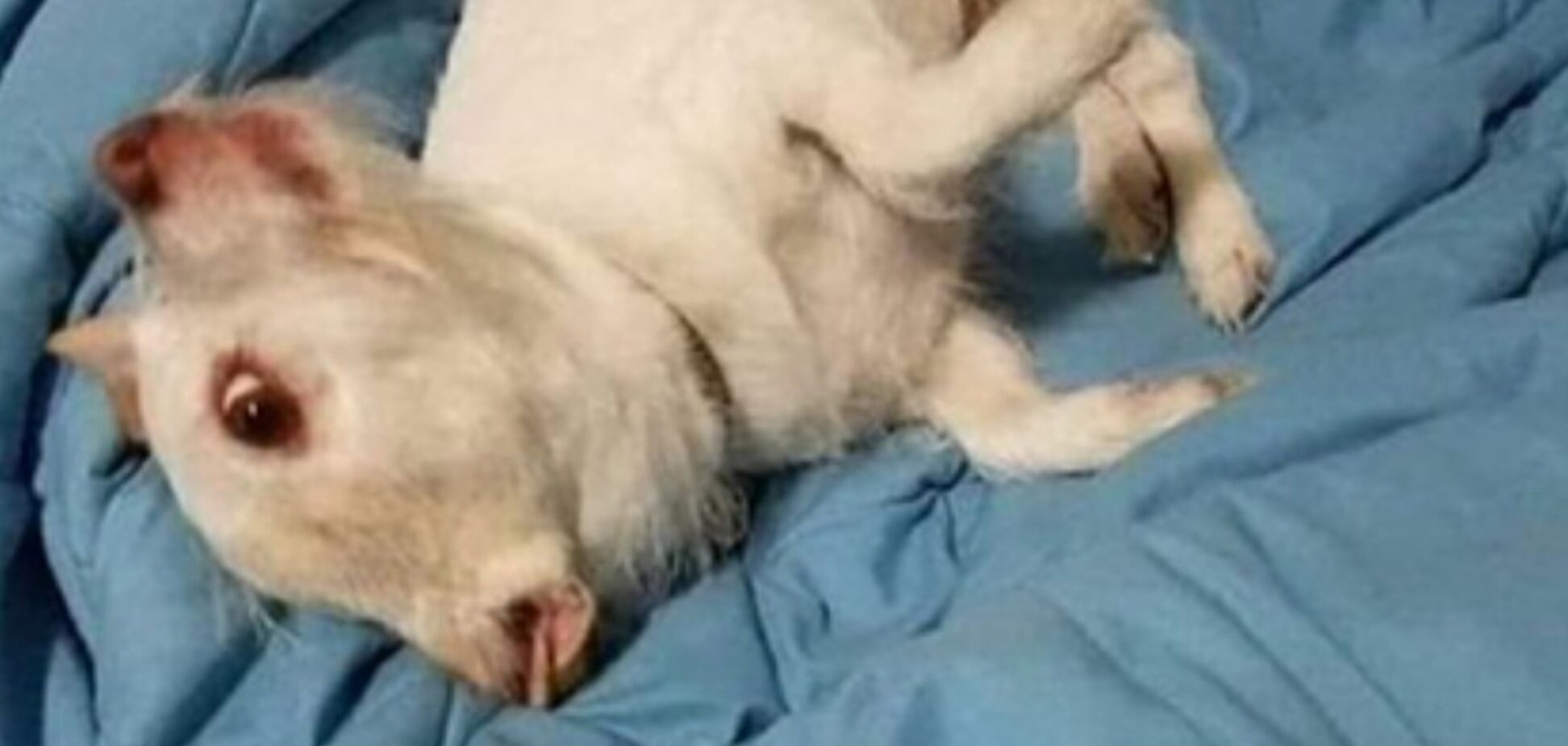 Тварина з трьома видами морди вразила уяву користувачів мережі