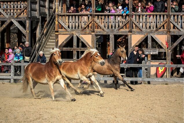 На Київщині пройде кінне шоу з майстер-класами