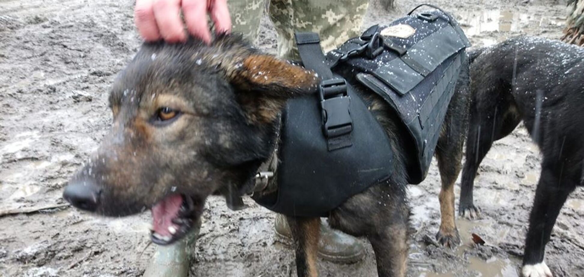 Був поранений, ходить в бронежилеті: на Донбасі показали легендарного бойового пса ЗСУ. Фотофакт