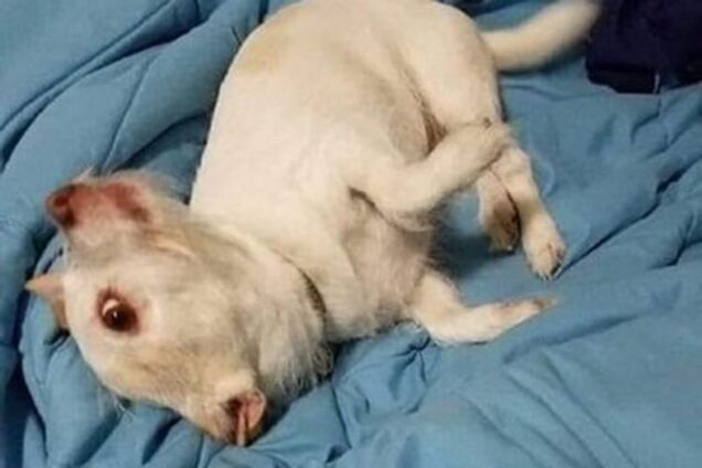 Козел, свинья или жеребенок: в сети 'сломали голову' из-за странного фото