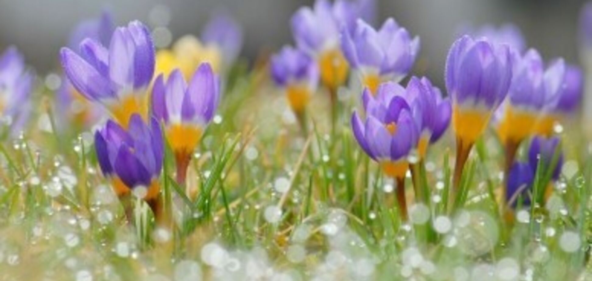 Синоптик дал прогноз погоды на весну в Украине