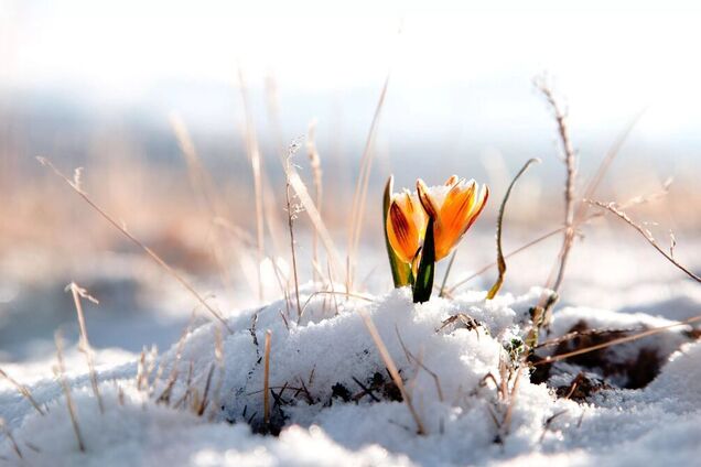 Зима настане в березні! Синоптикиня не виключила снігопади навесні-2020