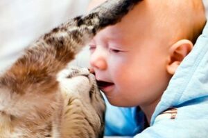 Токсоплазмоз: причины возникновения и основные симптомы, способы лечения заболевания