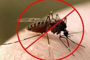 Реферат: Малярия основные признаки и лечение болезни