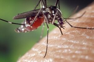 Аллергия на укусы насекомых: причини виникнення та основні симптоми, способи лікування захворювання