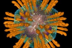 Гепатит TTV: причини виникнення та основні симптоми, способи лікування захворювання