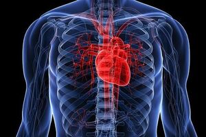 ​​​​​​​Малые аномалии развития сердца: причини виникнення та основні симптоми, способи лікування захворювання