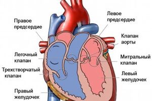 Миокардиальные мышечные мостики: причини виникнення та основні симптоми, способи лікування захворювання