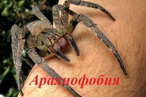 Арахнофобия: причины возникновения и основные симптомы, способы лечения заболевания