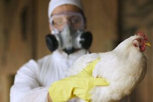Птичий грипп: причины возникновения и основные симптомы, способы лечения заболевания