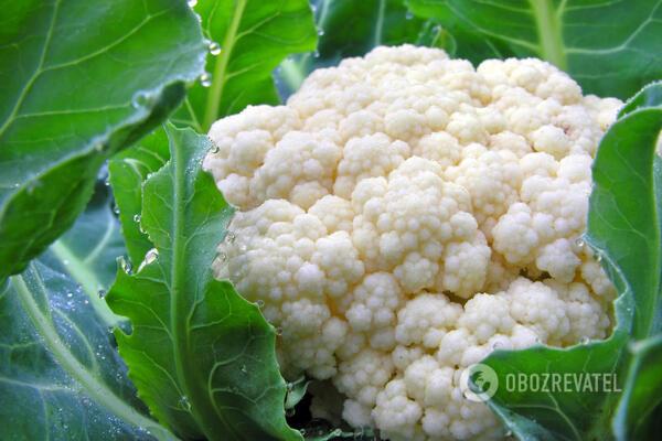 Цвітна капуста