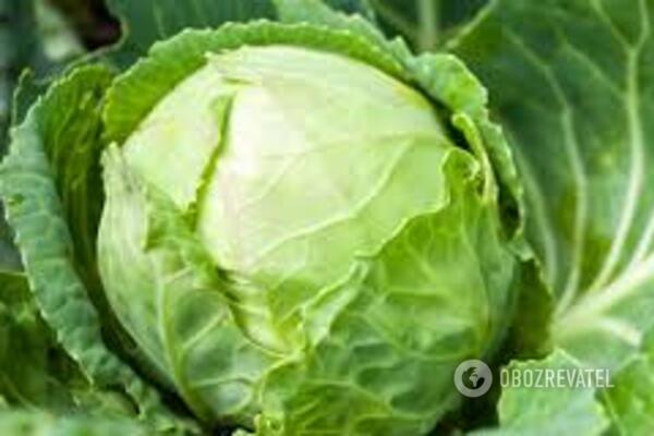 Капуста білокачанна