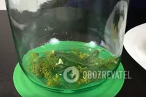 Малосольні огірки за 1 ніч - Крок 2 Малосольні огірки за 1 ніч - Крок 2
